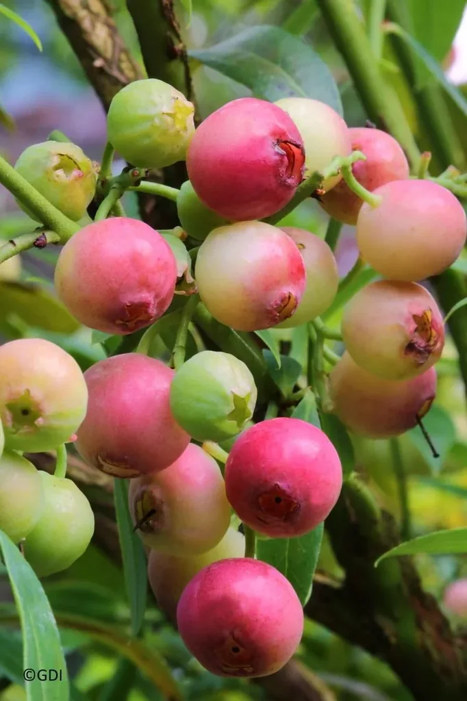 Garten-Heidelbeere "Pink Lemonade", im 3,5L-Container