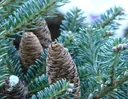 Veredelte Koreatanne Blue Emperor - Abies koreana - Solitär 80-100 cm