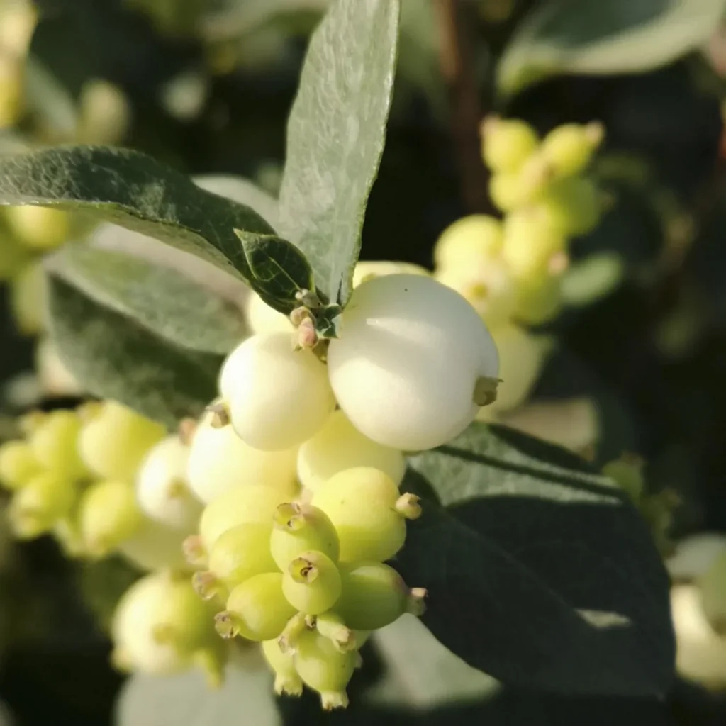 Schneebeere, Symphoricarpos door. "Magical Galaxy'", 4,6 Liter Topf, 50-60 cm hoch, 3er-Set