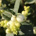 Schneebeere, Symphoricarpos door. "Magical Galaxy'", 4,6 Liter Topf, 50-60 cm hoch, 3er-Set