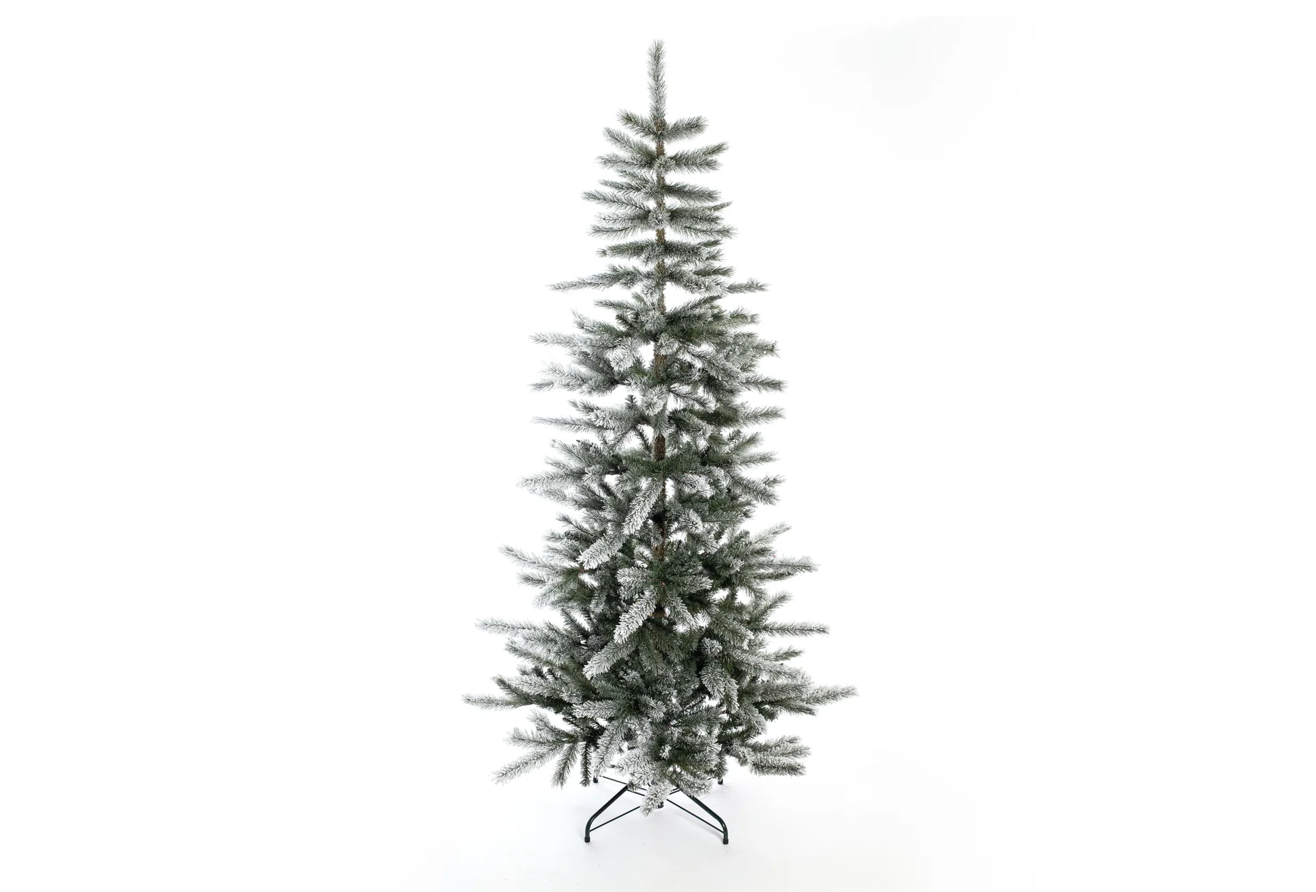 Evergreen Cedar Kiefer Frost 210 cm