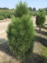 Schwarzkiefer Green Tower - Pinus nigra - Solitär mit Ballen 125-150 cm