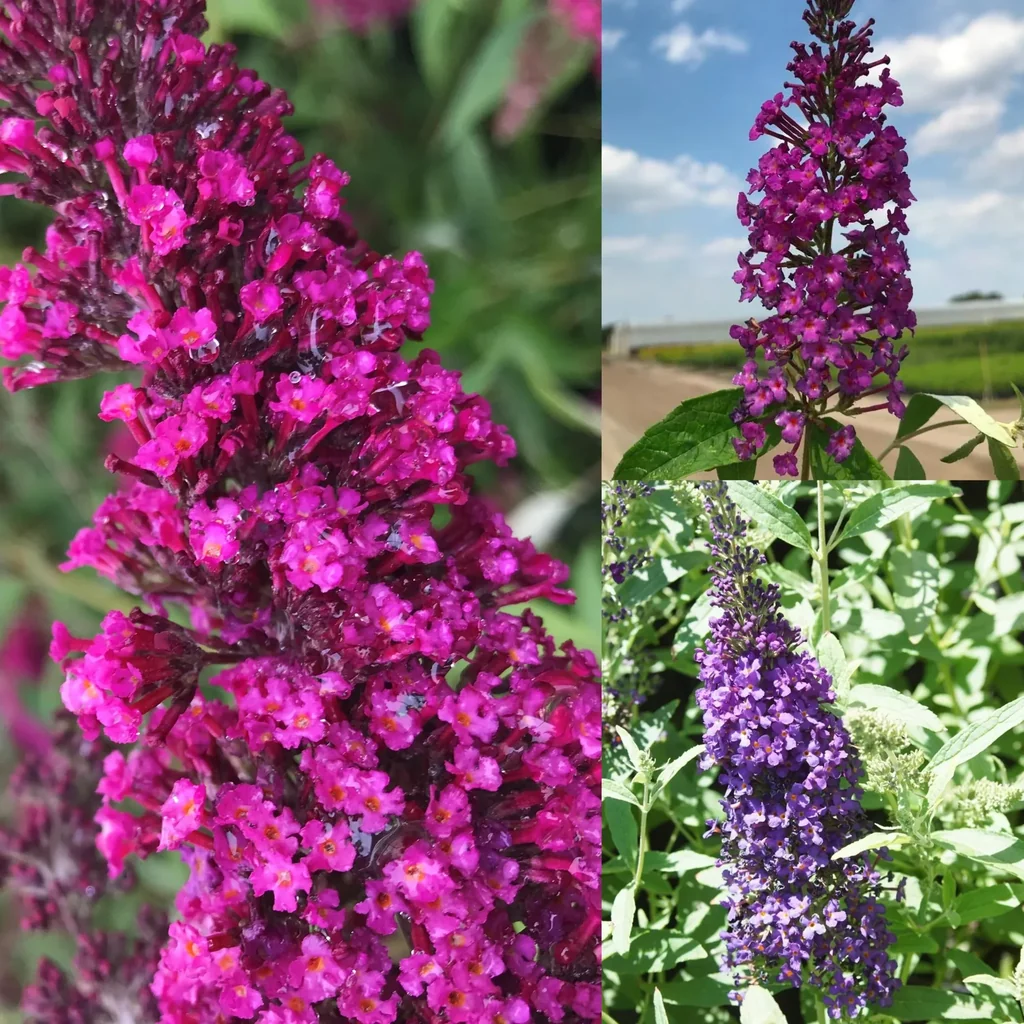 Zwerg-Sommerflieder, 4,6 Liter Topf, 3 Stück im Set, 1 x "BUZZ Midnight", 1 x "BUZZ Pink Purple", 1 x "BUZZ Wine"