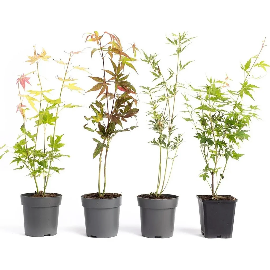 Blühende Acer gemischt Satz -von 4 Jap