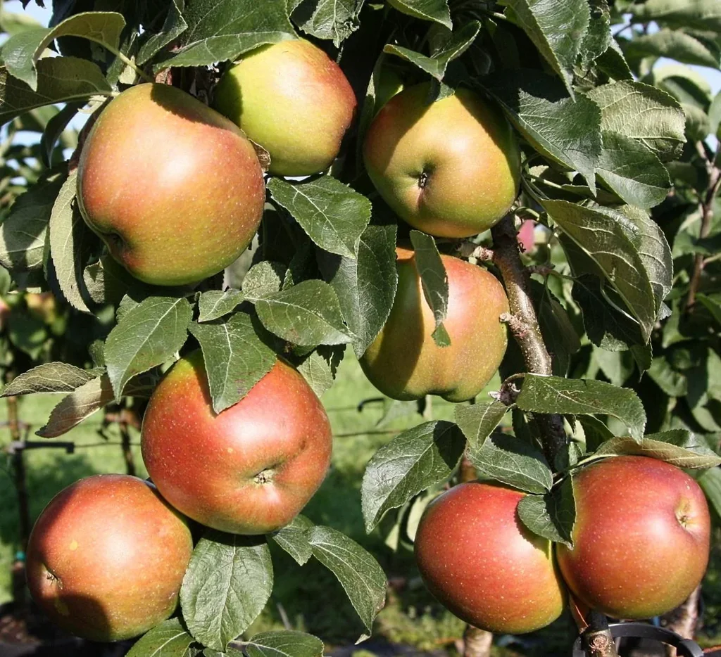 Säulenapfel "Berbat", 7,5L-Container, saftig, süß-säuerlicher Geschmack