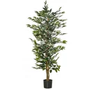 Lorbeerkirsche, Prunus lauroc. "Caucasica", für 5 m Hecke, 60-80 cm hoch, 7 Liter Topf, 10 Stück im Set