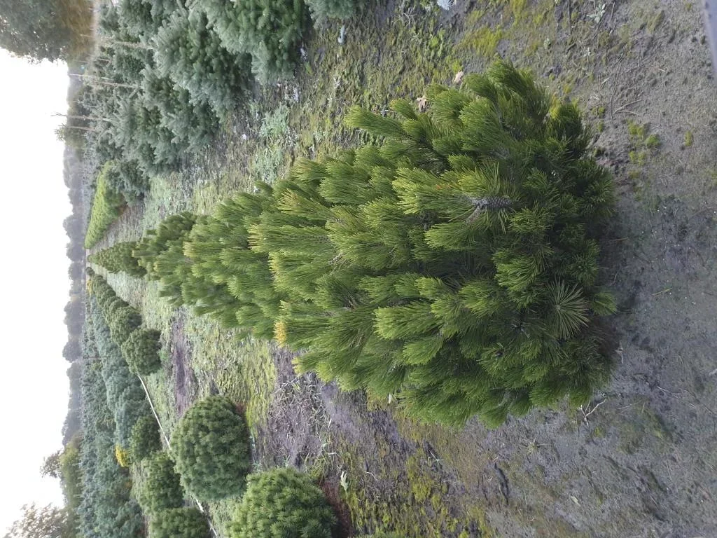 Bosnische Kiefer "Compact Gem", Pinus heldreichii "Compact Gem", 7,5 Liter Topf, 30-40 cm hoch