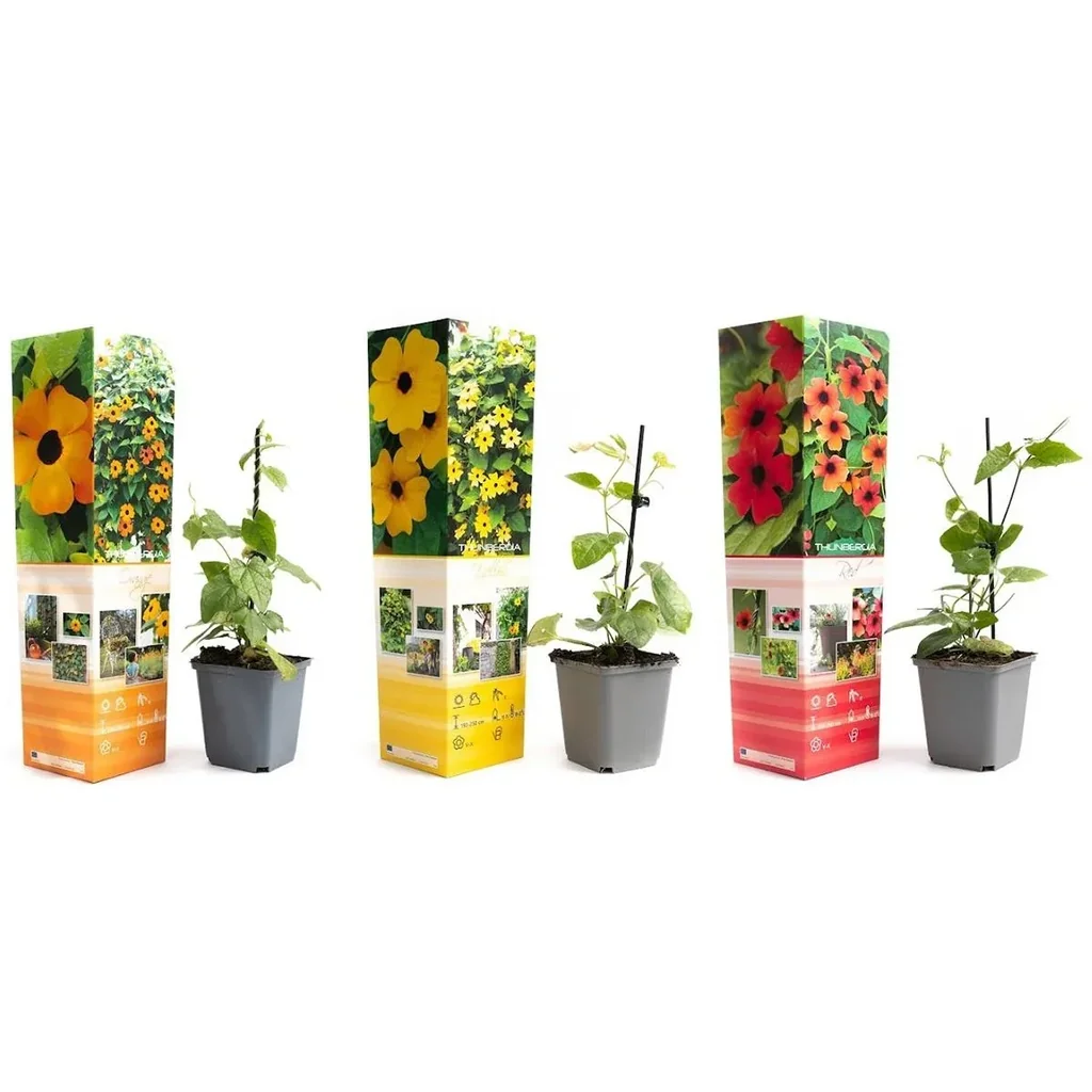 Blühendes Thunbergia-Set - 3 Stück - 30-38 cm