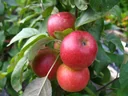 Säulenapfel "1a-plant Jarle", 7,5L-Container, Knackig, saftig und aromatisch