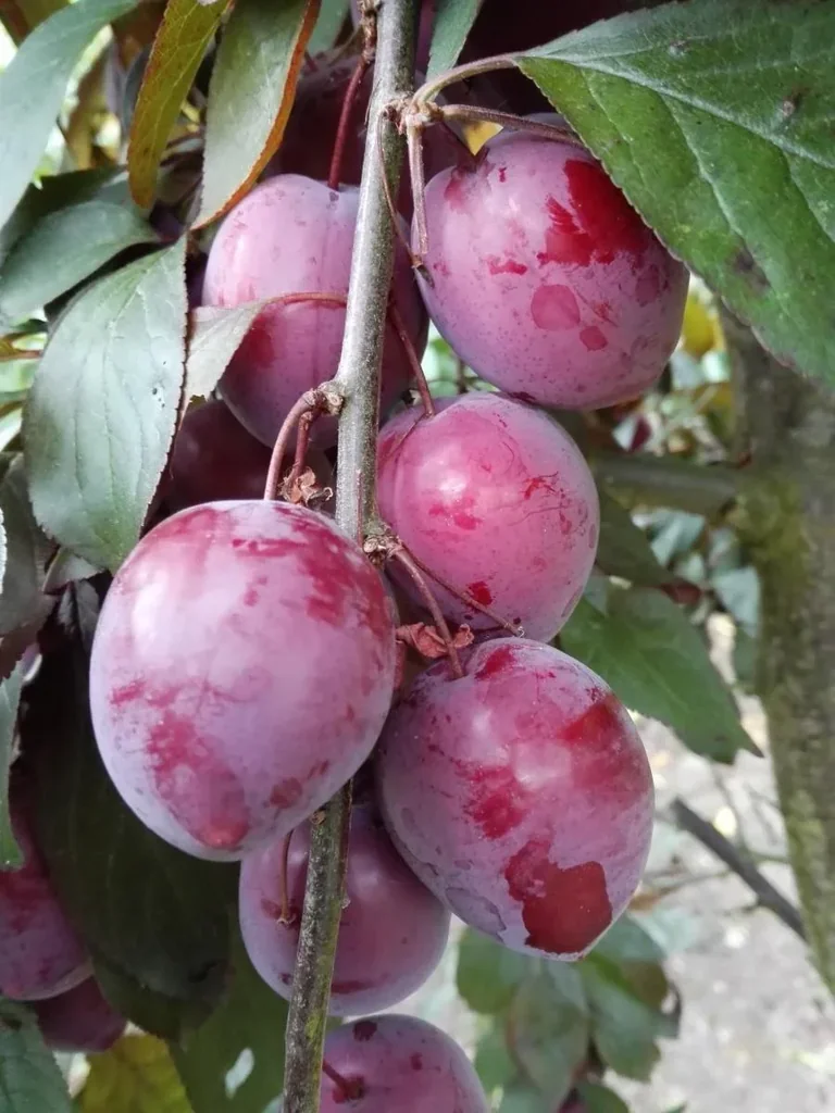 Pflaume "Trailblazer" Busch, im 10L-Container, sehr frosthart, süße, sehr saftige Pflaume. Hoher Zier- und Nutzwert