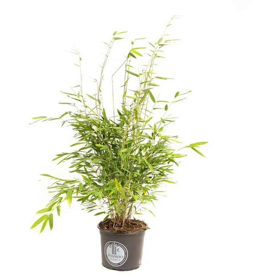 Flower-up Bamboo "Nicht verrottend" Medium - Fargesia - 40-60Cm - 1 Stück