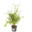 Flower-up Bamboo "Nicht verrottend" Medium - Fargesia - 40-60Cm - 1 Stück