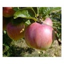 Apfel "Ontario", Busch, im 10L-Container