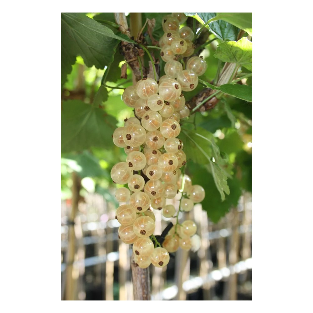 Johannisbeere weiß 'Werdavia' (Ribes rubrum) – winterharte Beerenobst-Pflanze, als Busch, im 3,5-L-Container