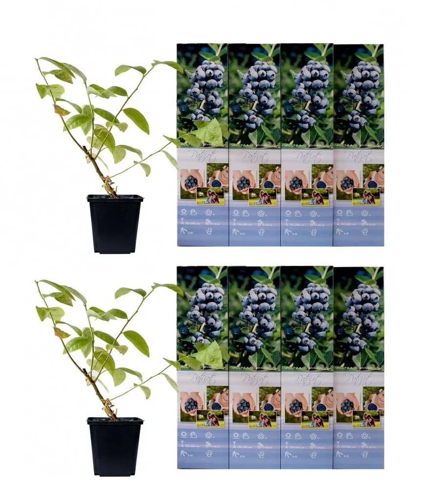 Flower-up Set aus 8 Heidelbeerpflanzen 30-40 cm