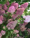 Rispenhortensie "Sundae Fraise", Hydrangea paniculata, 4,6 Liter Topf, 2er-Set
