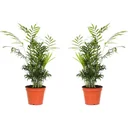 Aufblühende mexikanische Bergpalme - Chamaedorea Elegans - Groß - 50-60cm - 2 Stück
