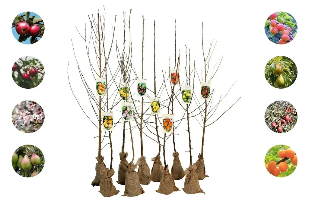 Flower-up 5er-Set XXL Obstbäume 140-170 cm
