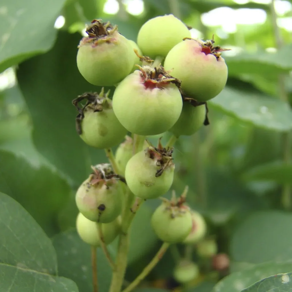 Felsenbirne Smoky - Amelanchier alnifolia - 7 L Topf 60-80 cm