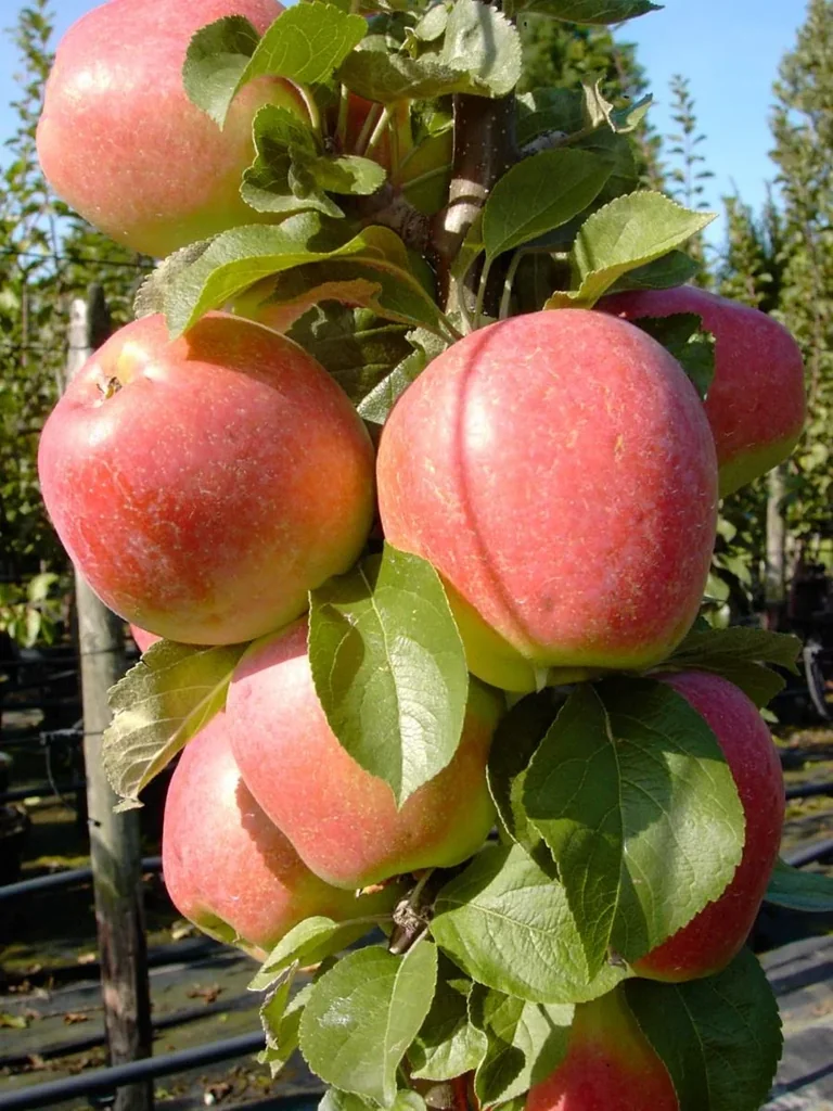 Säulenapfel "Golden Gate", 7,5L-Container, saftig, fein süßsäuerlich