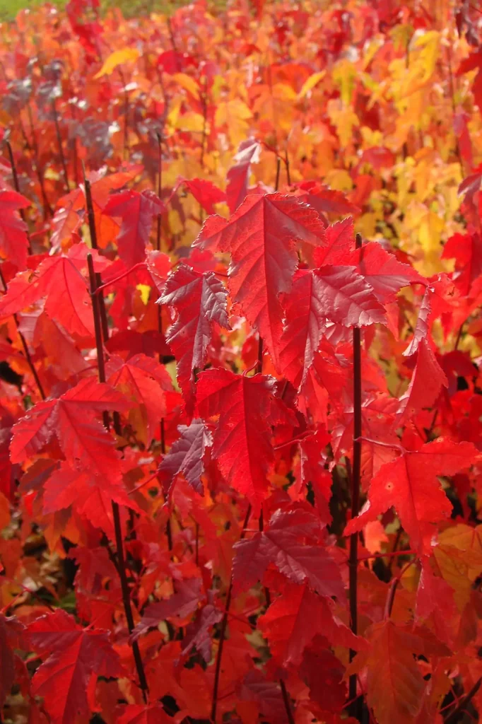 Feuerahorn "Acer ginnala" - 12 L, 100 cm