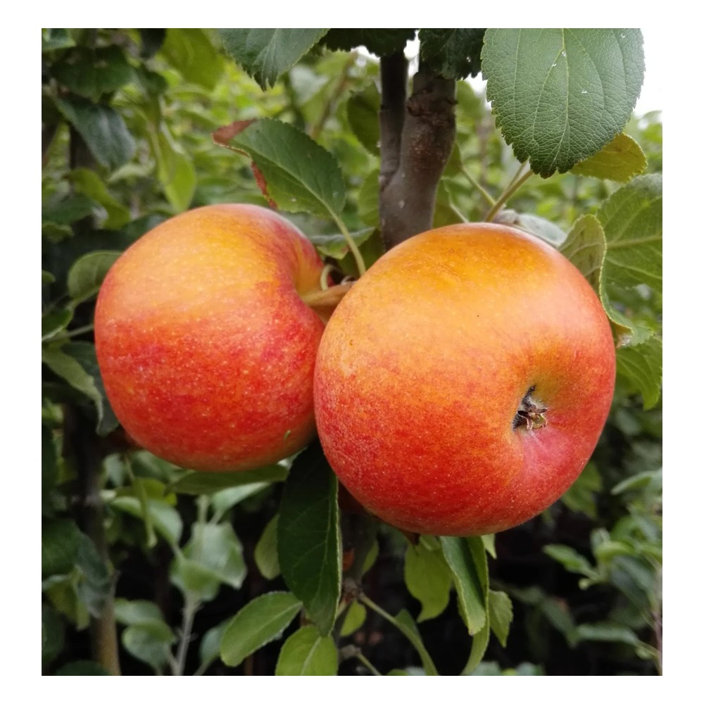 Apfel "Alkmene" Busch, im 10L-Container