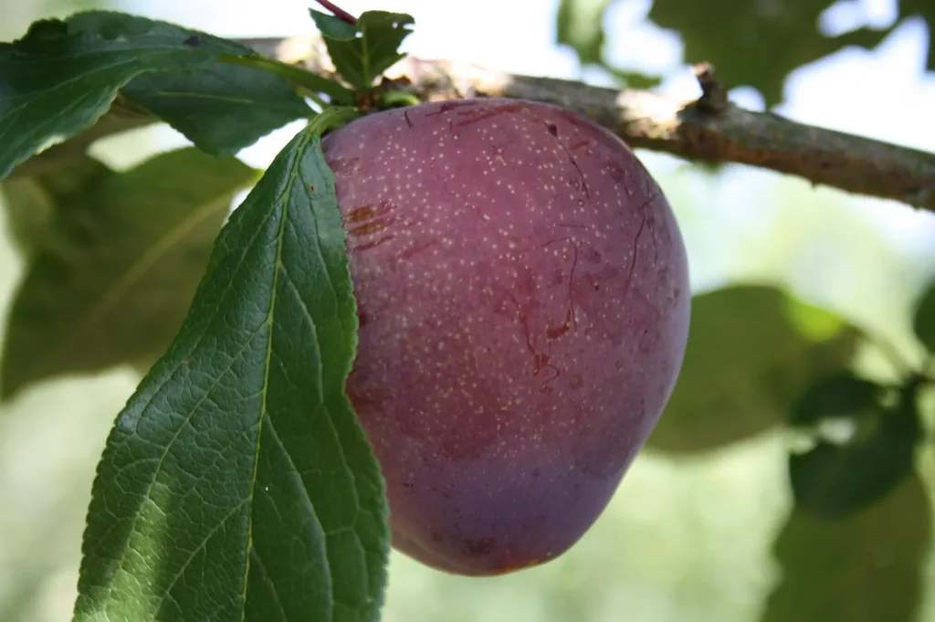 Jap. Pflaume "Santa Rosa" Busch, im 10L-Container, süß und saftig