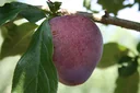 Jap. Pflaume "Santa Rosa" Busch, im 10L-Container, süß und saftig
