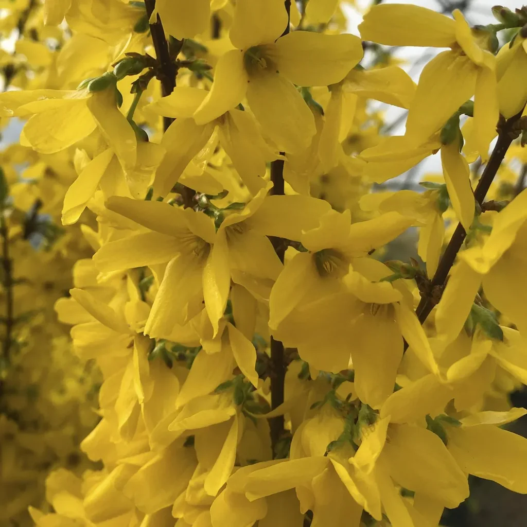 Forsythie Week-End- Forsythia intermedia - 7.5 L Topf 80-100 cm