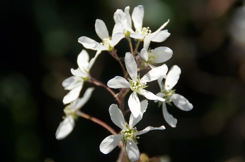 Kupferfelsenbirne Amelanchier lamarckii - 7.5 L Topf 80-100 cm