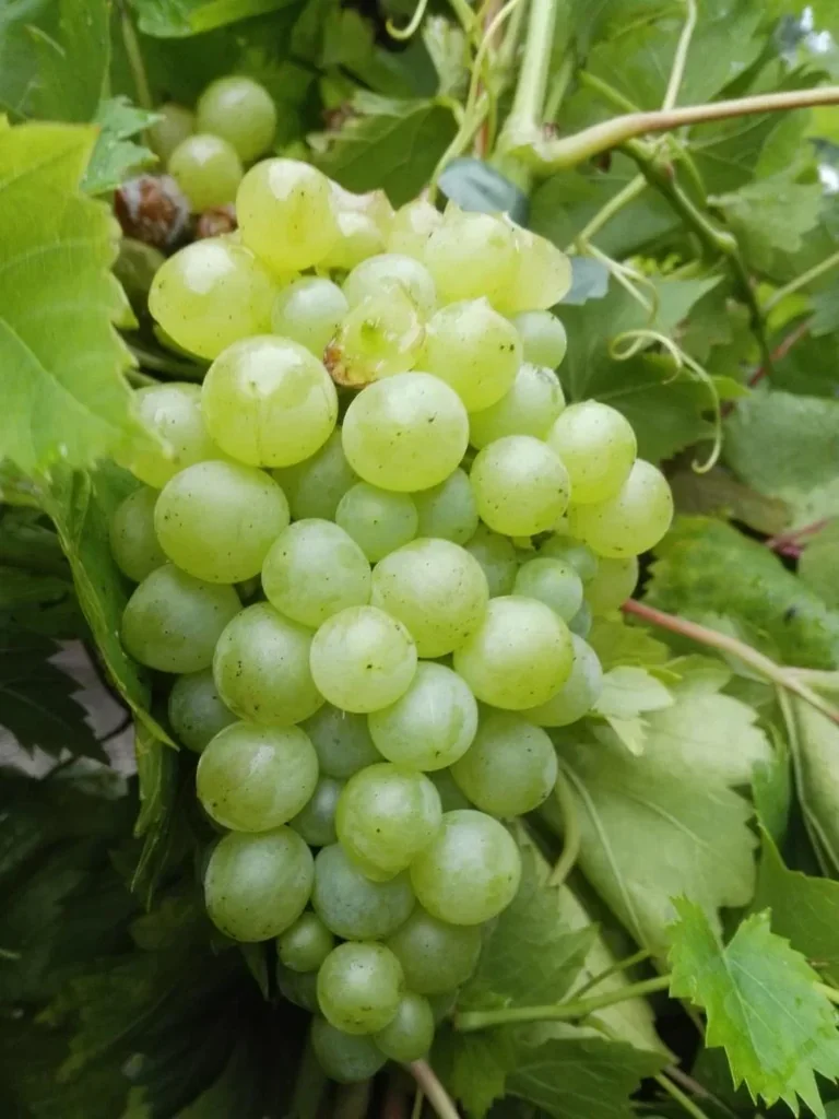 Weinrebe "Lakemont", 5L-Container