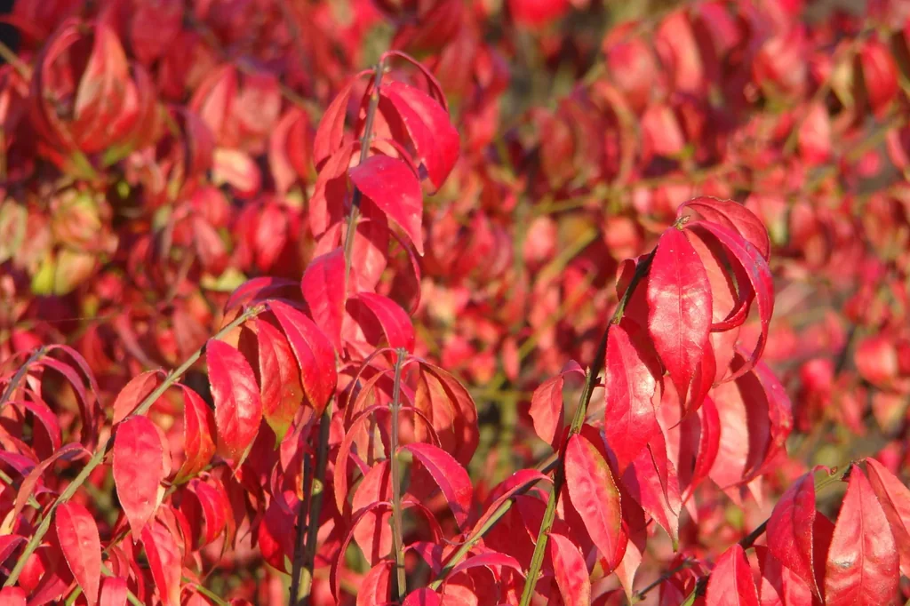 Flügelspindelstrauch Euonymus alatus - 12 L Topf 80-100 cm