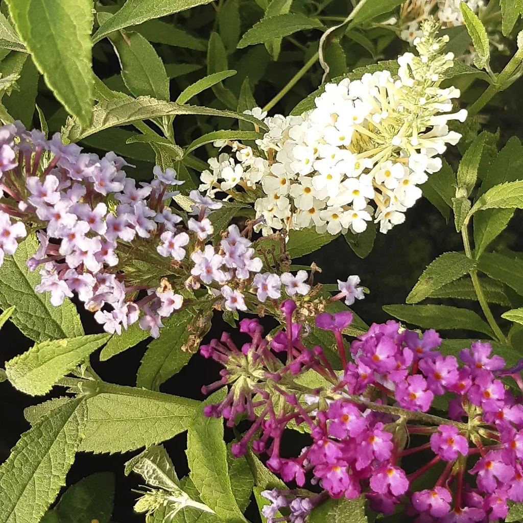 Zwerg-Sommerflieder Buzz Trio (weiß blau lila) Buddleja davidii - 7 L Topf