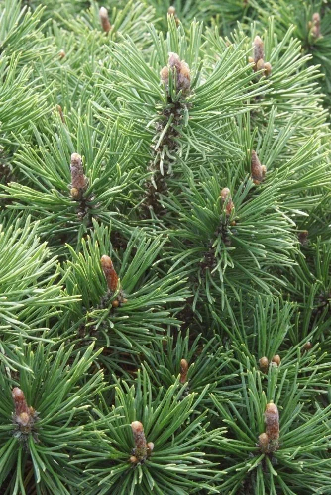 Kugel-Kiefer, Pinus mugo "Mops", 7,5 Liter Topf, 30-40 cm hoch