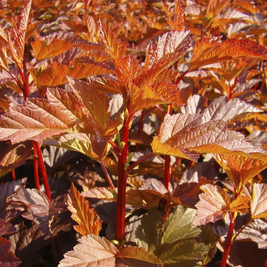 Fasanenspiere Diable dOr -R- - Physocarpus opulifolius - 12 L Topf 80-100 cm
