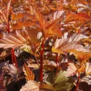 Fasanenspiere Diable dOr -R- - Physocarpus opulifolius - 12 L Topf 80-100 cm
