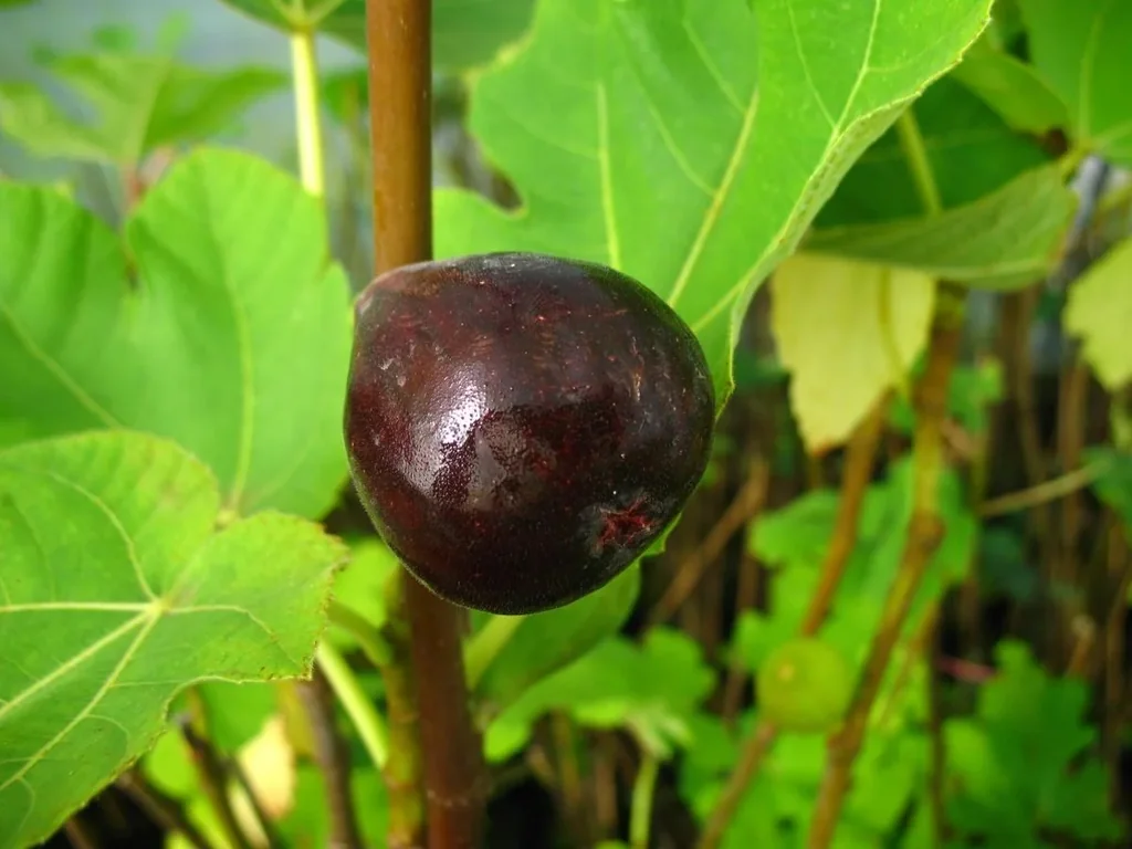 Feige "Terza", 3,5L-Container