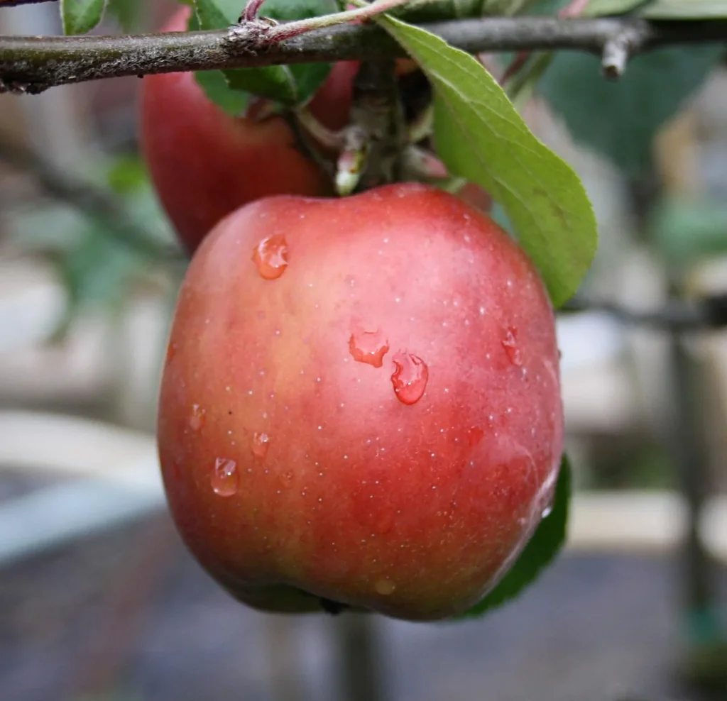 Apfel "Gravensteiner" Busch, im 10L-Container