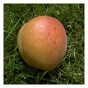 Marille 'Klosterneuburger' (Prunus armeniaca) – winterharter Obstbaum, im 7,5-L-Container