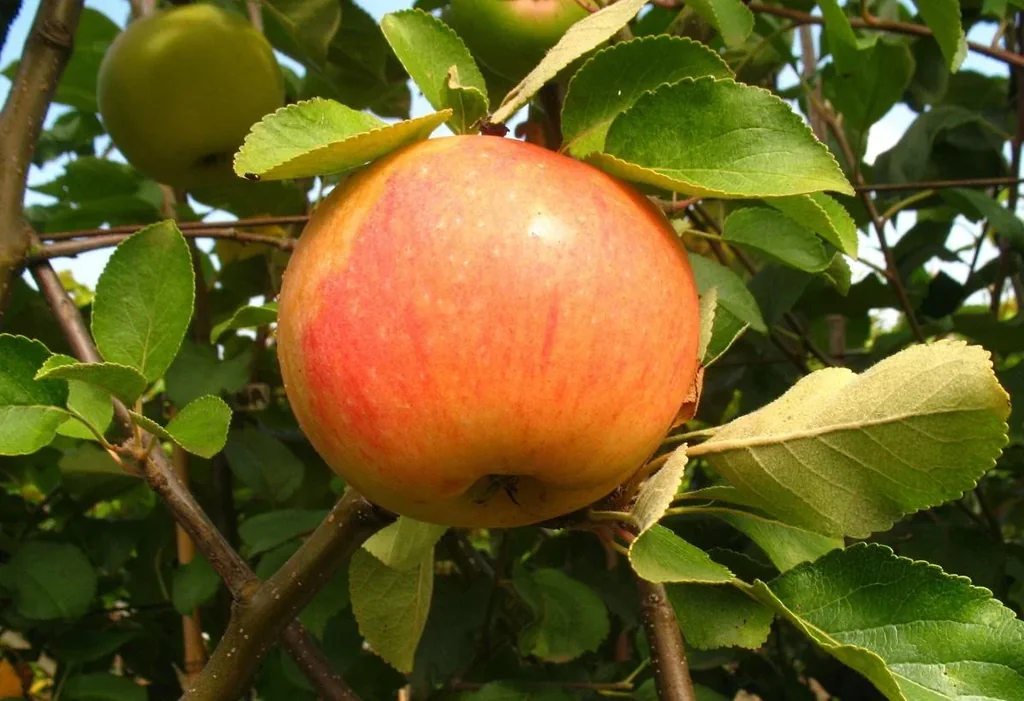 Apfel "James Grieve" Busch im 10L-Container