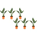 Bloem-up Paradiesvogel-Pflanze - Strelitzia reginae - 6 Stück - 25 -38 Cm - Innen und Außen