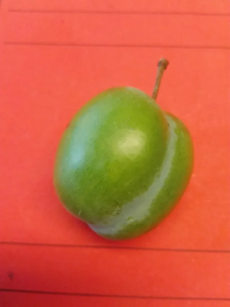 Reneklode "Große Grüne Reneklode" Halbstamm, im 10L-Conatiner, saftig, sehr süß und aromatisch