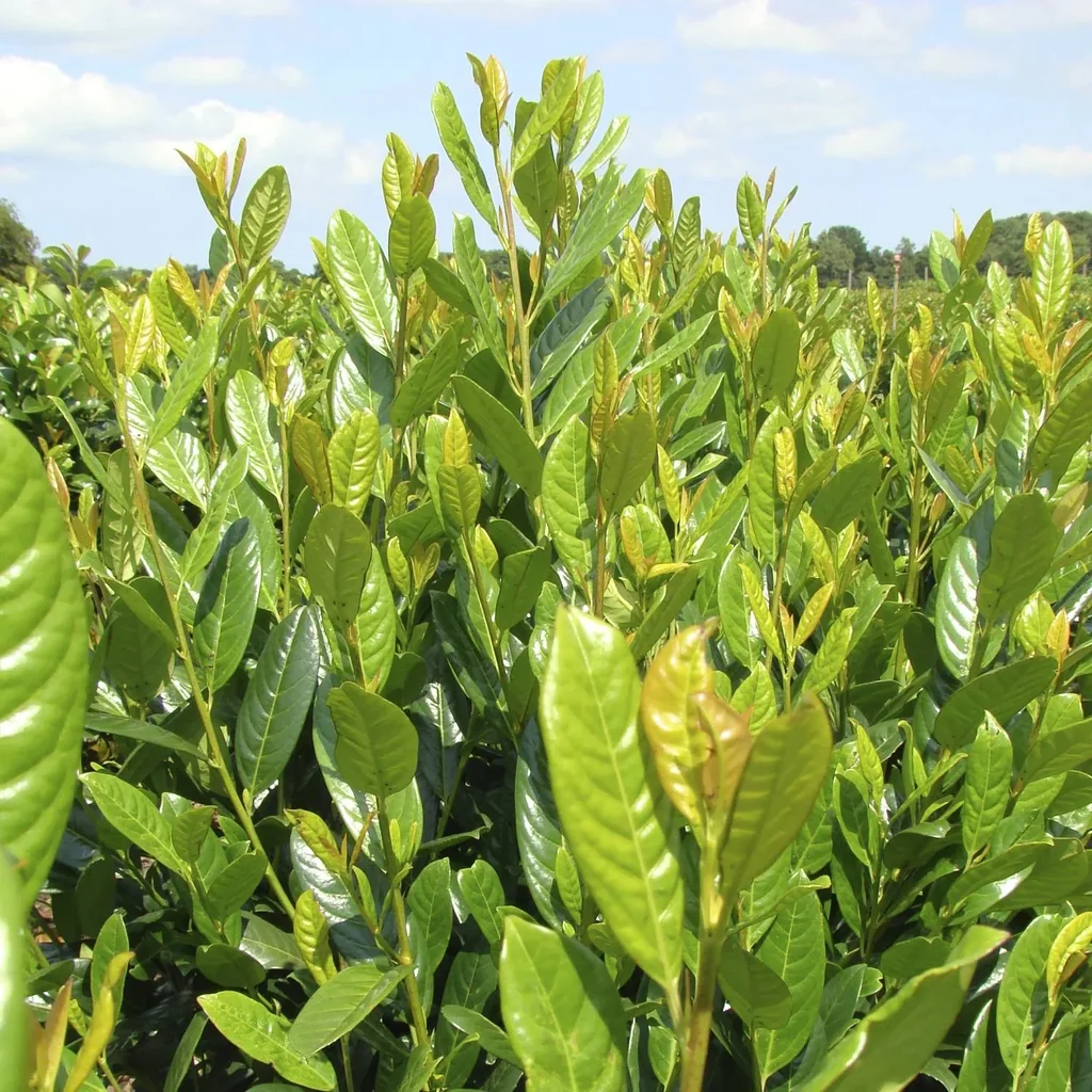 Lorbeerkirsche Diana - Prunus lauroc. - 7 L Topf 60- 80 cm