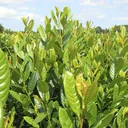 Lorbeerkirsche Diana - Prunus lauroc. - 7 L Topf 60- 80 cm