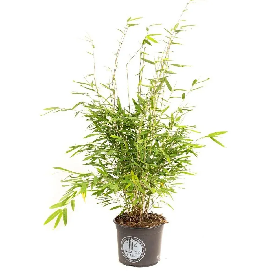 Flower-up Bamboo "Nicht verrottend" XL - Fargesia - 70-90 cm - 1 Stück