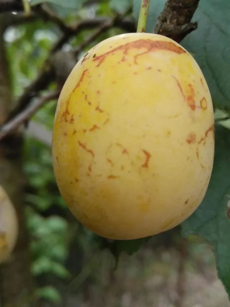 Mirabelle "Bellamira" Halbstamm, im 10L-Conatiner, saftig, gut steinlösend, gutes Aroma