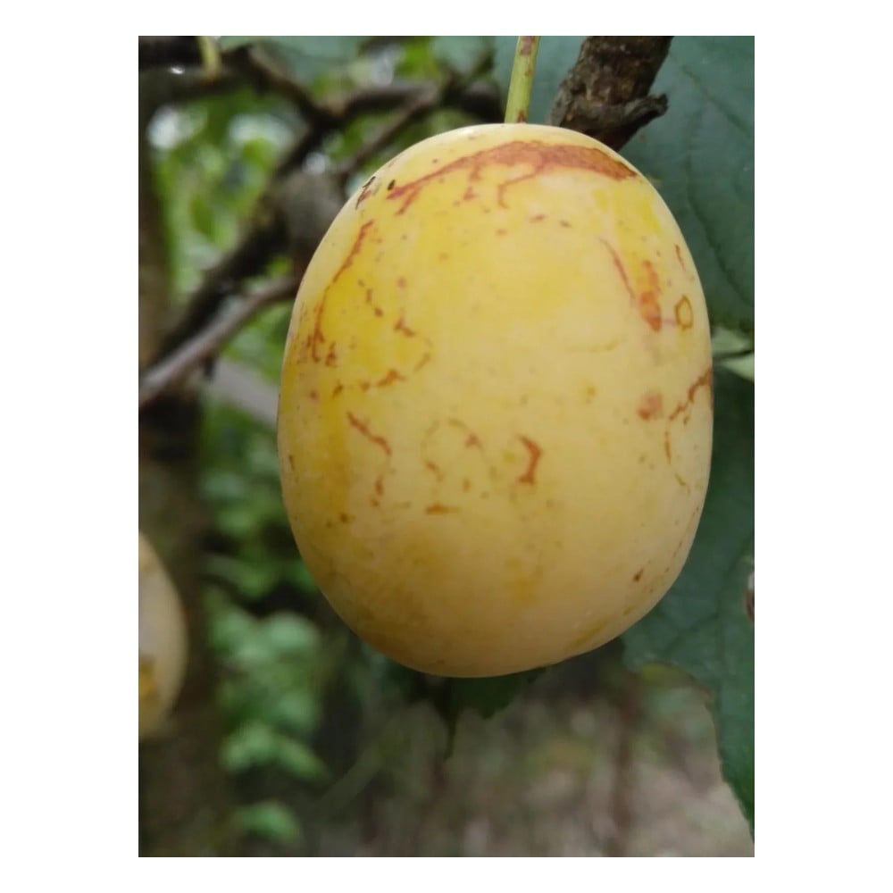 Mirabelle "Bellamira" Halbstamm, im 10L-Conatiner, saftig, gut steinlösend, gutes Aroma