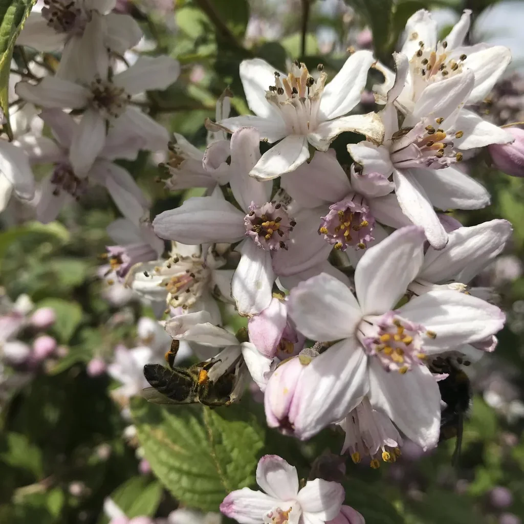 Perlmuttstrauch Kolkwitzia amabilis - 12 L Topf 100-125 cm