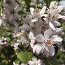 Perlmuttstrauch Kolkwitzia amabilis - 12 L Topf 100-125 cm