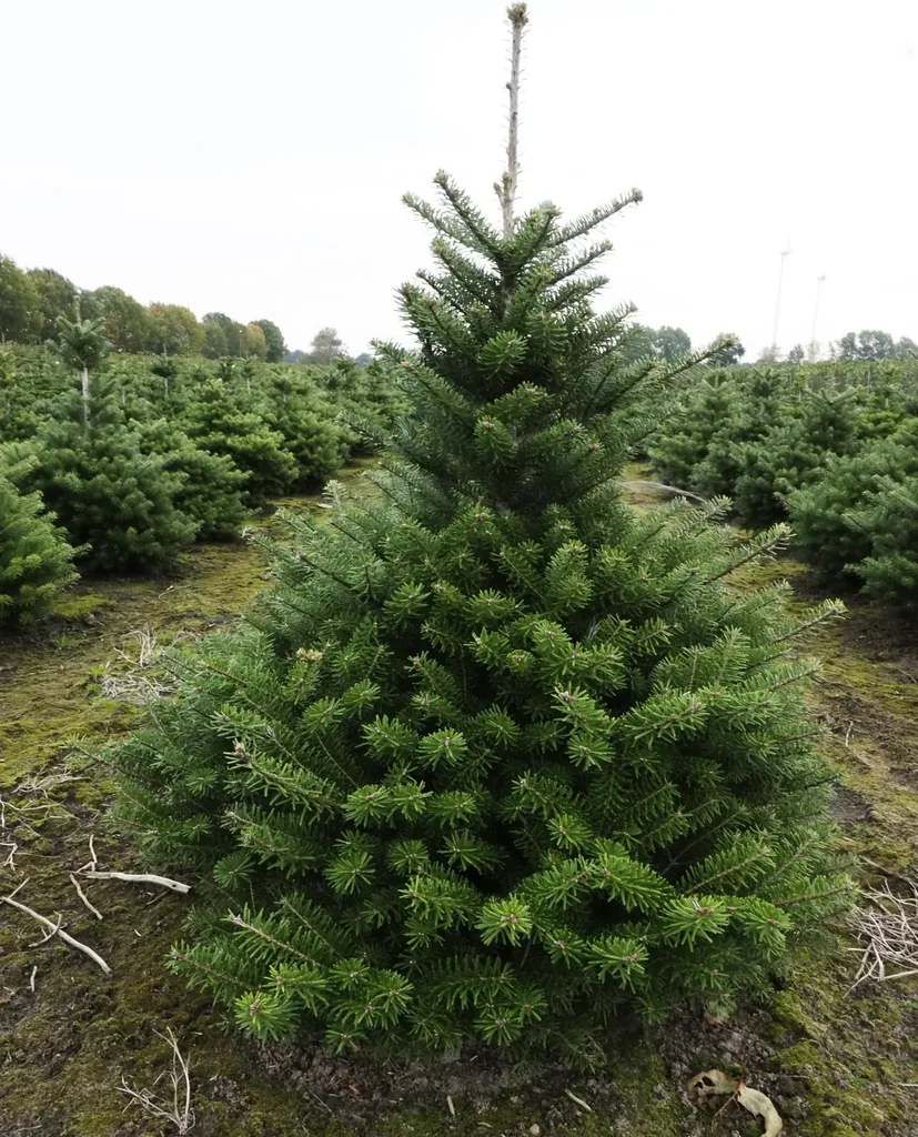 Veredelte Koreatanne Molli - Abies koreana - Solitär mit Ballen 80-100 cm
